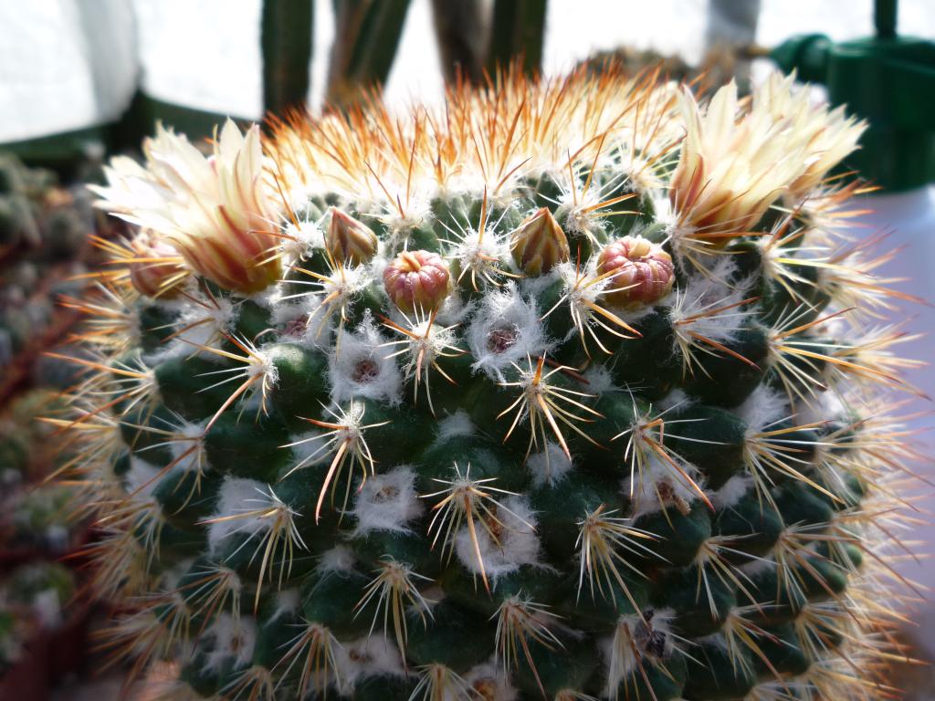 Mammillaria karwinskiana ssp beiselii